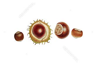 Botanical watercolor of chesnut and nut