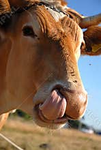 A Guernsey Cow 1