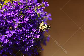Monarch butterfly on blue flowers