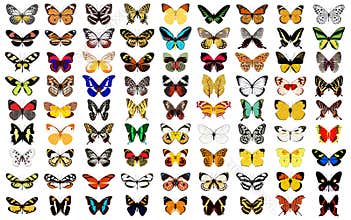 Various butterfly patterns