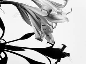 Black & White