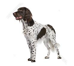 Small Munsterlander dog against white background
