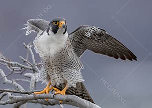 Peregrine Falcon