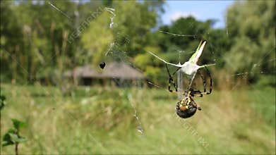 Spider Catches Grasshopper in Web, Black and Yellow Argiope