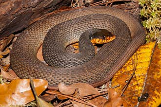 Red-bellied Water Snake Nerodia erythrogaster