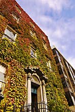 Ivy clad building