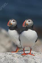 Atlantic Puffins