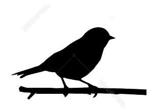 Vector silhouette of the bird