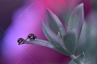 Beautiful Nature Background.Artistic Violet Wallpaper.Natural Macro Photography.Spring,white flowers.Floral Art.Purity,water,light