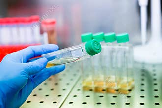 Cell culture flasks in laminar flow. Photo taken from laminar interior.