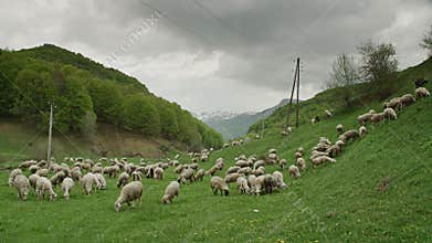 A herd of sheep.