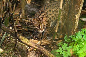 Leopard cat Prionailurus bengalensis