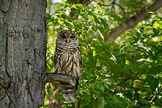 Northern spotted owl from tree branch in green forest