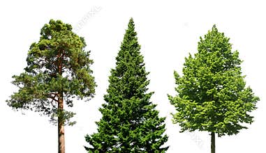 Three trees on white