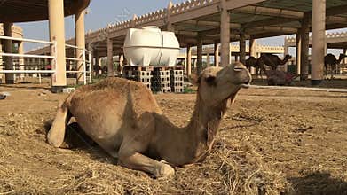 A camel on the farm.