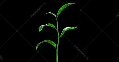 Growing Tea Leaf on a Blue Background