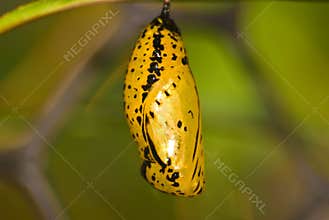 Chrysalis of butterfly