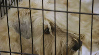 Homeless Wheaten Terrier at dog shelter with eyes full of sadness and sorrow