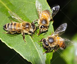 Three Bees Feeding and Working Together