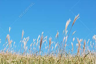 Alpine reed
