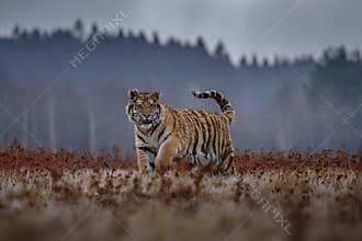 Siberian Tiger in the snow Panthera tigris