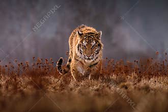 Siberian Tiger in the snow Panthera tigris