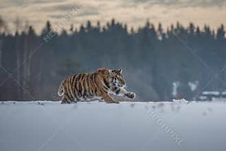 Siberian Tiger in the snow Panthera tigris
