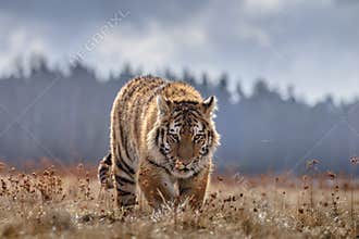 Siberian Tiger in the snow Panthera tigris