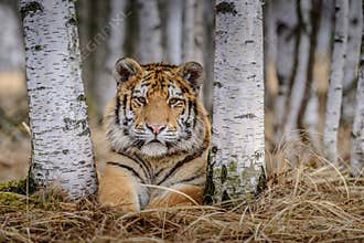 Siberian Tiger in the snow Panthera tigris
