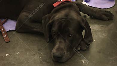 Unhappy dog with sad eyes longs for people's warmth and love, animal abuse