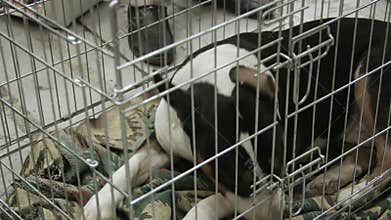 Abandoned and miserable Bull Terrier puppy waiting for adopters at dog shelter