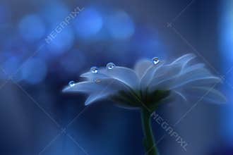Beautiful Nature.Abstract macro,water drops.Artistic Background,desktop.Magic Blue Wallpaper.Flowers,pastel tones.Colorful Art.