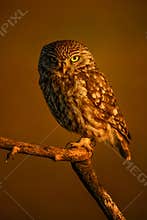Little Owl - Athene noctua