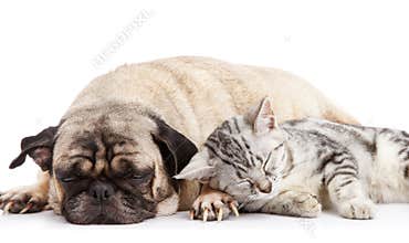 Dog and cat