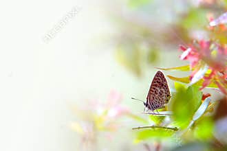 Butterfly on a Leaf
