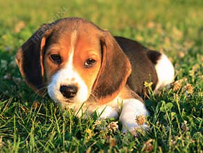 Beagle Puppy