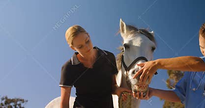 Veterinarian examining horse in ranch 4k
