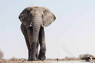 Elephant at waterhole