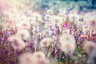 Beautiful landscape in spring - dandelion seed, fluffy blow ball