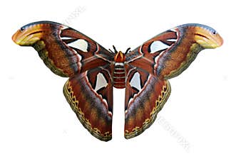 Giant Atlas Moth