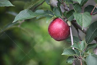 Apple Tree