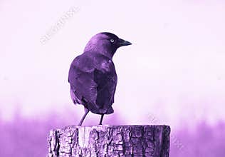 Amethyst / Purple Crow / Jackdaw