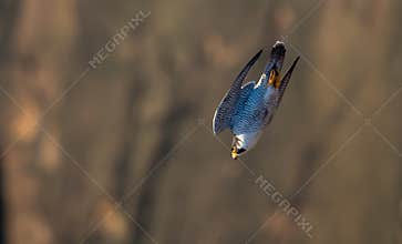 Peregrine Falcon