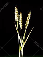 Barley heads