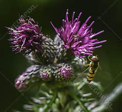 Bee on ultra violet coloured thistle