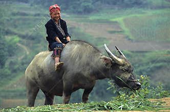 Red Zao Child on Buffalo.