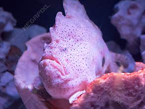 Tropical Reef Fish
