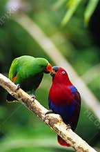 Eclectus Parrots