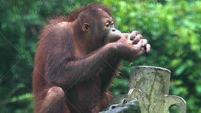 Small Orangutan Pongo pygmaeus Eating Coconut. Endangered Endemic Borneo Animal