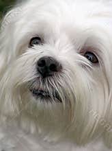 Maltese Puppy